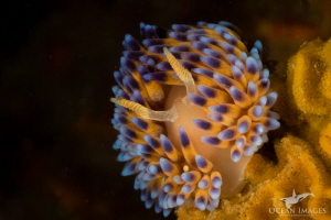 Gasflame nudibranch, photographed at Noble Reef, Gordon's... by Kate Jonker 